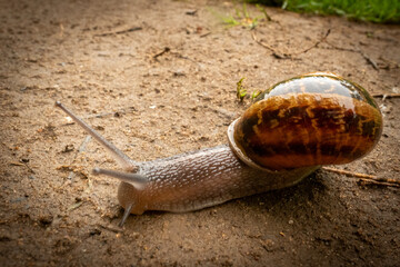 Slimak © Mariusz