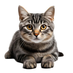 Obraz premium cat isolated png