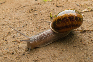 Slimak © Mariusz