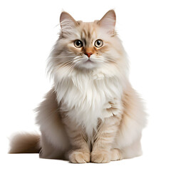 Fototapeta premium cat isolated png