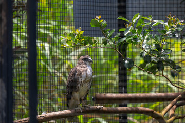Hawaiian Hawk - captivity