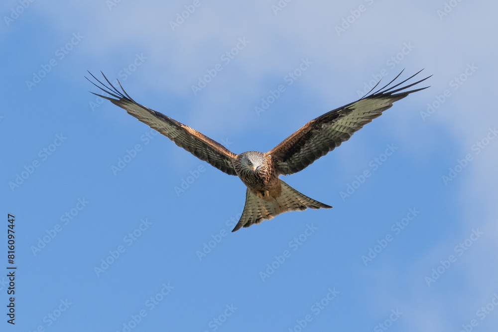 Poster a close up of a red kite, milvus milvus as it is flying. The blue sky forms the background with space for text