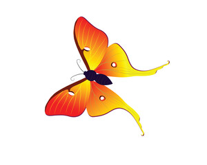 a colorful butterfly on a white background.