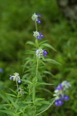 Purple wildflower