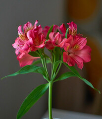 Alstroemeria pink with green leaves on the background of the apartment
