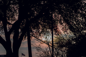 An artistically dark sun setting behind a tree line in the city. 