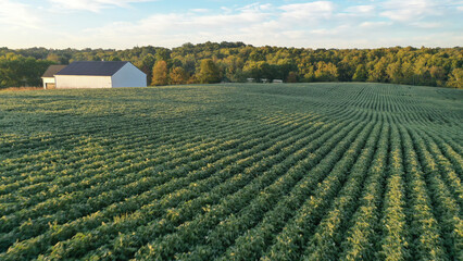 Aerial view of Soybean farm in rural Kentucky © Rick Lohre
