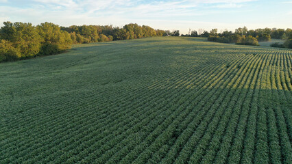 Aerial view of Soybean farm in rural Kentucky © Rick Lohre