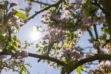 Beautiful pink apple blossoms on a blue sky background