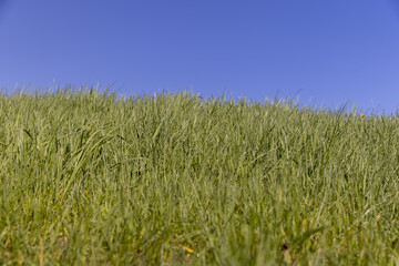 Fototapeta premium green grass growing on a hill in spring