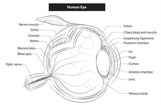Human eye anatomy