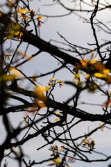 flowering walnut trees in the orchard