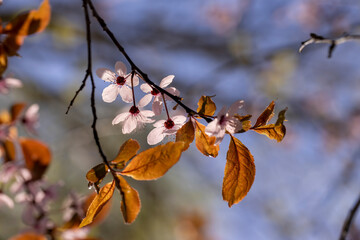 beautiful cherry blossoms during flowering in spring