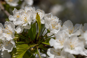 large inflorescences of white cherry blossoms in spring