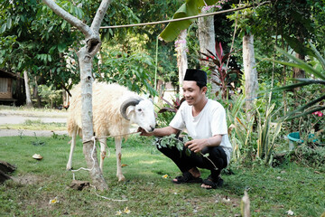 The man feeds the sheep. eid al adha concept