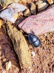 stag beetle on the wood