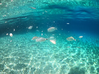 Obraz premium scene with fishes
