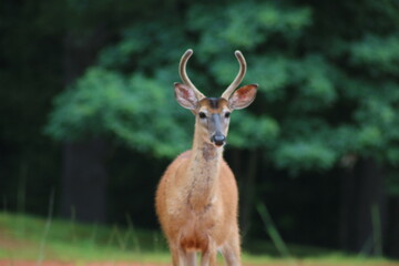deer with antlers