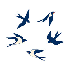 Swallows in flight isolated on a white background.