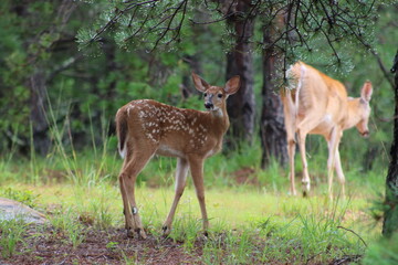 fawn deer in the woods with mama doe