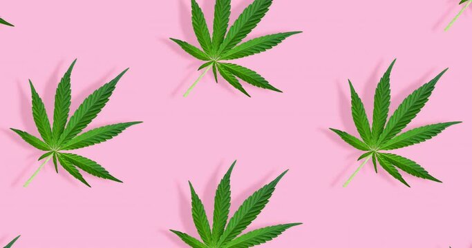 Video scale on hemp or cannabis leaf pattern on pastel pink background. Cannabis video background.