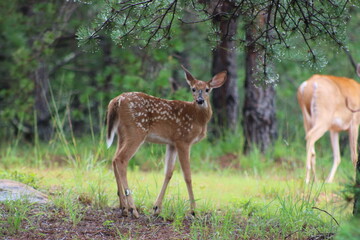 fawn deer in the woods