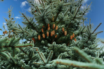 Fir cones and spruce branches against the blue sky.