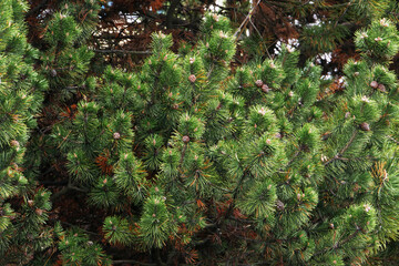 Young spruce branches close-up in spring.