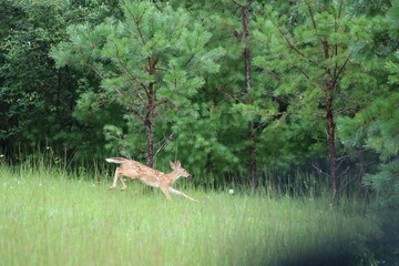 A spotted deer fawn zoomie, runs, leaps, and plays in the grass.