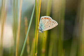 Kolorowy motyl Modraszek Ikar na łace.
