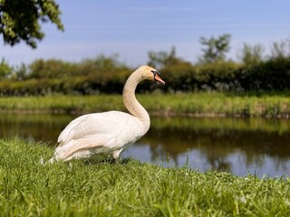 swan on the riverbank in summer 