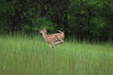 A spotted deer fawn runs, leaps, and plays in the grass.