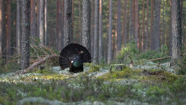 The Western capercaillie (Tetrao urogallus) is a heavy member of the grouse family and the largest of all extant grouse species. It is found across Europe and the Palearctic and is renowned for its co