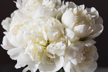 Close up of a white peony bloom. A detailed close-up shot of a white peony flower, showcasing the delicate beautifull petals with soft light. Creamy texture, pastel neutral color, dark background.