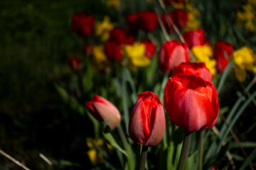 Fototapeta premium red tulips