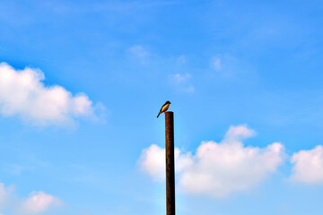 Bird in the Clouds