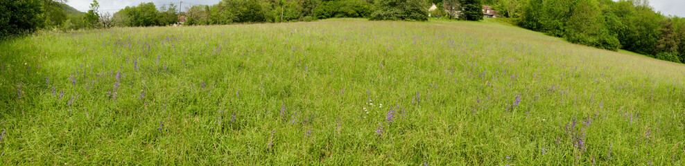Wild Clary (Salvia verbenaca) growing in a wildflower meadow
