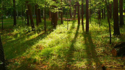 Beautiful forest in summer with bright sun shining through the trees and falling on the grass.