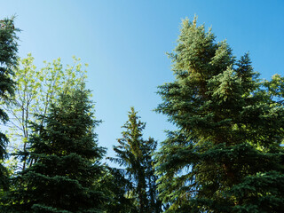 sky,blue,Coniferous trees against the sky, view from below. © gelog67