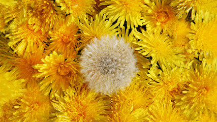 Decorative background of fresh dandelions close-up.