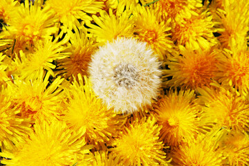Photo of a white dandelion against a background of yellow dandelions.