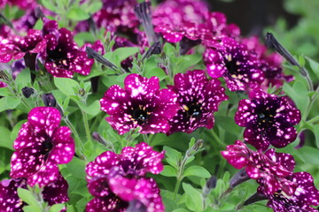 Night sky petunia multi flower. Vibrant purple white and pink surfinia flowers or petunia.