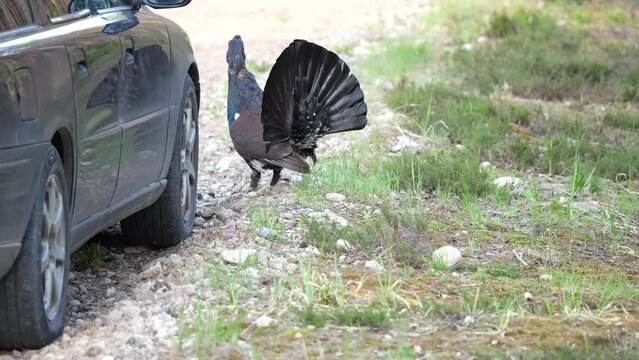 The western capercaillie (Tetrao urogallus), also known as the Eurasian capercaillie, wood grouse, heather cock, cock-of-the-woods, or simply capercaillie attack car.