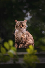 Portrait of cat on a house 