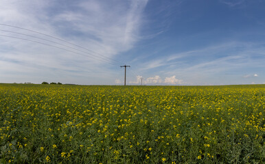 Spring landscape. Green fields and meadows with blue sky and white clouds.