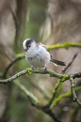Closeup of a long-tailed tit or long-tailed bushtit, Aegithalos caudatus, bird foraging in a forest