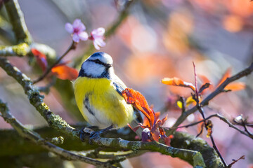 Obraz premium Eurasian blue tit, Cyanistes caeruleus, bird perched