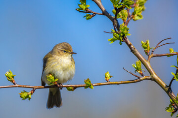 Obraz premium Common chiffchaff bird Phylloscopus collybita