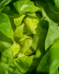 center leaves of a head of butter lettuce