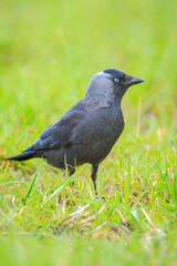 Closeup portrait of a Western Jackdaw bird Coloeus Monedula foraging in grass